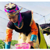 【幸福花开新边疆】林芝市久巴村：草莓铺满致富路