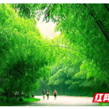 中部崛起势正劲：河南篇丨农家宾馆第一村 重渡沟乡村旅游带来惊人蝶变
