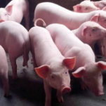 湖南：除用于继续饲养的种猪和仔猪外，暂停外省生猪调入