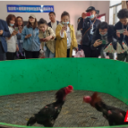 文旅桂林行丨六塘斗鸡：拓一方产业 富一方人家