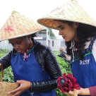 我在湖南学制茶 湖南图书馆“汉语角”举办茶文化体验活动