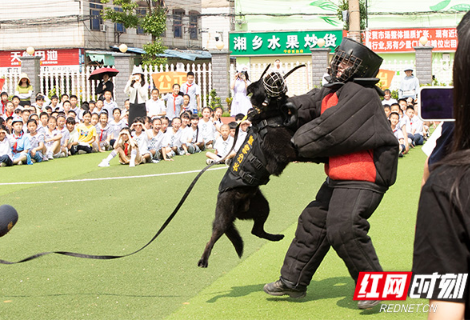 不一样的“六一” 长沙特警带着警犬“汪汪队”来啦！