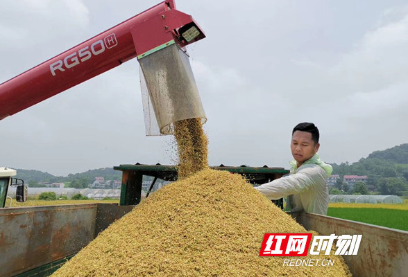 退伍不褪色，扎根农业写春秋——记涟源市万和种植专业合作社负责人刘波