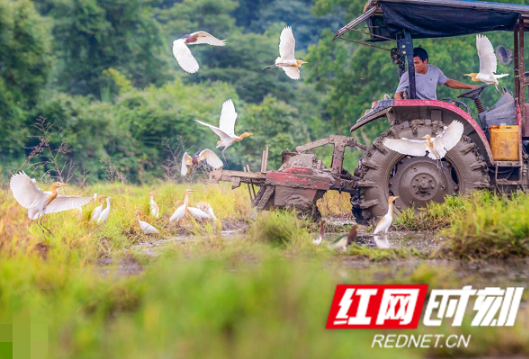 湖南“瑶珍香米”入选全国农产品包装标识典范