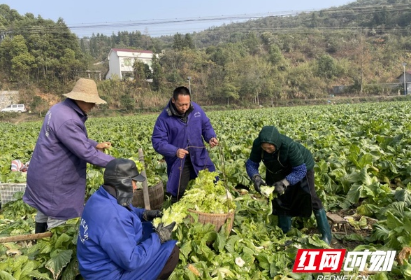 冬季农业保障“菜篮子”  装满农户“钱袋子”