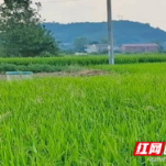 湘潭县易俗河镇：多举措开启2022新征程
