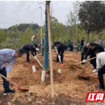 开福区沙坪街道：义务植树增绿 助力蓝天保卫