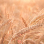 白俄罗斯将粮食出口禁令延长6个月