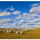 美丽的草原我的家——沿着总书记的足迹之内蒙古篇