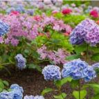 “鲜花经济”兴起 缤纷花语扮靓节日