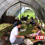 湖南农业大学“三下乡”实践团赴宁乡开展烟草产业调研及科技服务