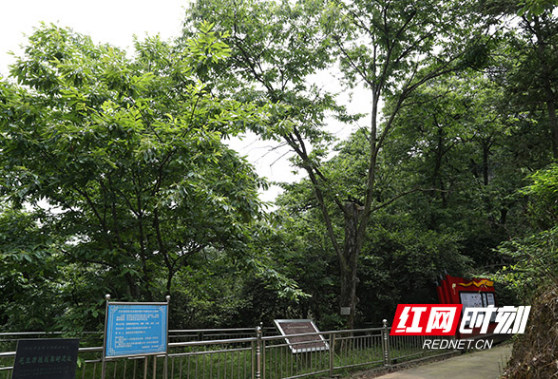 湖南启动2022古树名木保护科普宣传月：古树名木保护工程研究中心成立