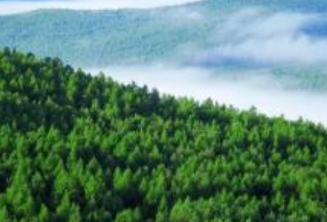 湖南：发现破坏候鸟等野生动物资源违法线索，请向各级林业部门举报！