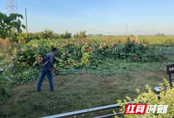 我为群众办实事｜多措并举 为乡村振兴“提质赋能”