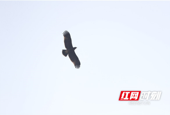 组图丨南洞庭天鹅湖迎来今年首批“客人”