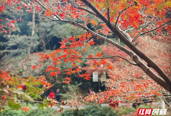 组图丨大降温前抓住今日份暖阳