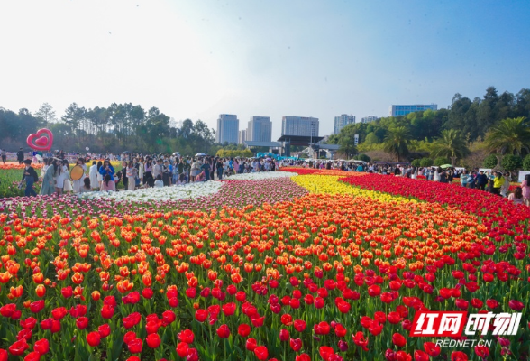 好评中国丨湖南省植物园数十万株郁金香盛开 引来无数市民打卡