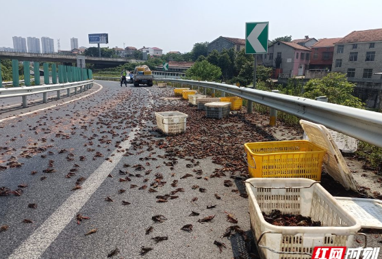 十几箱小龙虾把高速公路铺成“红地毯” 岳阳高速紧急救援