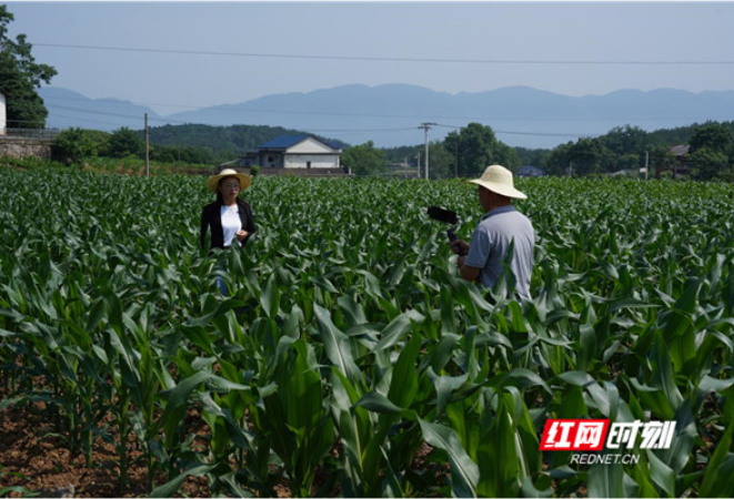 “土味”事“洋气”干，湖南农技专家化身“田野网红”