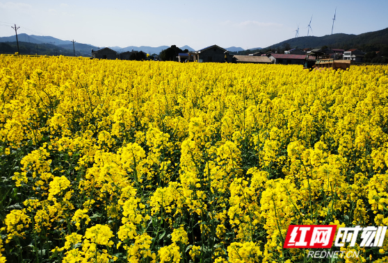 农村劳模新力量 | 符建平：带领村民走出一条致富新“稻”路