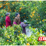 “走”南“闯”北，走向全球，石门柑橘有着甜蜜的故事