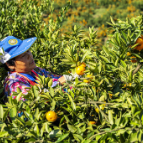 办一个节兴一座城 石门柑橘“橘”活大产业