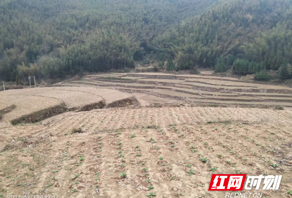 抓好春耕备耕 描绘粮食生产“丰收景”