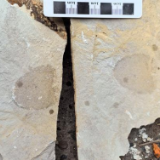 湖南发现距今约5.4亿年的完整海绵化石