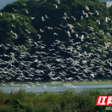 共同关爱鸟类：湖南省2024年“爱鸟周”活动启动仪式在长沙举行