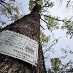 央媒看湖南丨今明两年湖南将抢救复壮至少2000棵古树名木