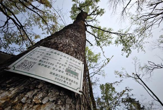 央媒看湖南丨今明两年湖南将抢救复壮至少2000棵古树名木