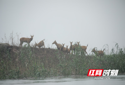 组图丨犹如驿站，南洞庭避险安全平台为麋鹿提供安全港湾