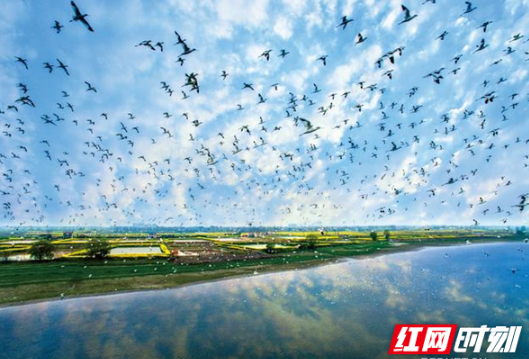 湖南绿色答卷亮眼 国家级湿地公园数量居全国第一丨生态潇湘满目青