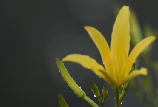 预告 | 大暑将至 黄花如海，《一枝一叶总关情》第三期走进山西大同