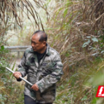 特写湖南｜青山绿了，生态护林员的收入增加了