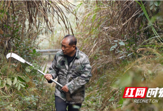 特写湖南｜青山绿了，生态护林员的收入增加了