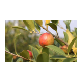 视频|邵阳县：油茶花满山 丰收正当时