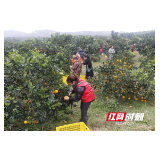 视频|新宁县清江村： 电商扶贫助力脐橙变身致富“黄金果”