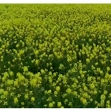 视频|邵阳县：赏花正当时 油菜花海扮靓美丽乡村