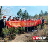 武冈市税务局开展“义务植树”主题党日活动