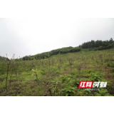 湖南南山国家公园生态修复成效明显