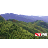 洞口雪峰山腹地：这位第一书记致富路子有点“野”