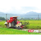 新宁：十万亩双季稻开镰收割