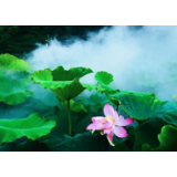 荷桃共赏 | 这个夏天，汀坪蓬瀛美景美食美人，邀你来嗨！