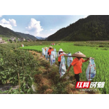 城步聚焦“五个一”奋力推进乡村振兴新征程