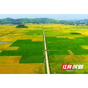 武冈市：积极推行“六个创新” 抓好粮食“两稳”工作