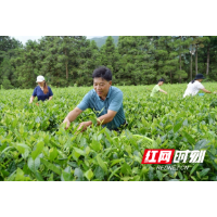 隆回：一片“金叶”富百姓