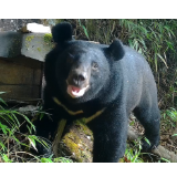 可可爱爱！速来围观湖南南山国家公园黑熊觅食蜂蜜