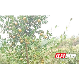 新邵陈家坊镇：特色农业产业拓宽富民增收渠道