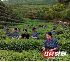 人大代表风采｜肖冬红：“三茶”统筹走好乡村振兴路